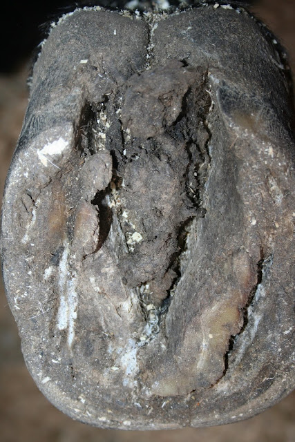 IMG_0121.jpg1.jpg"%20height="640"%20width="427